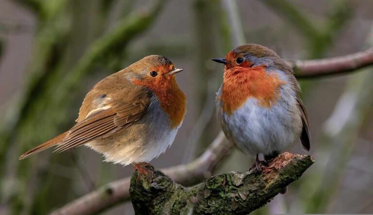 Spiritual Meaning of Seeing Two Robins