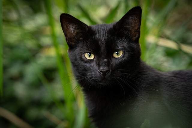 Meaning of Black Cat at Your Door: Spiritual Symbolism