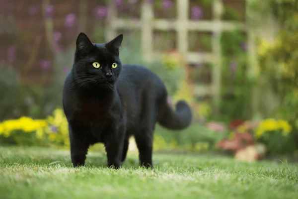 The Spiritual Meaning of Black Cats