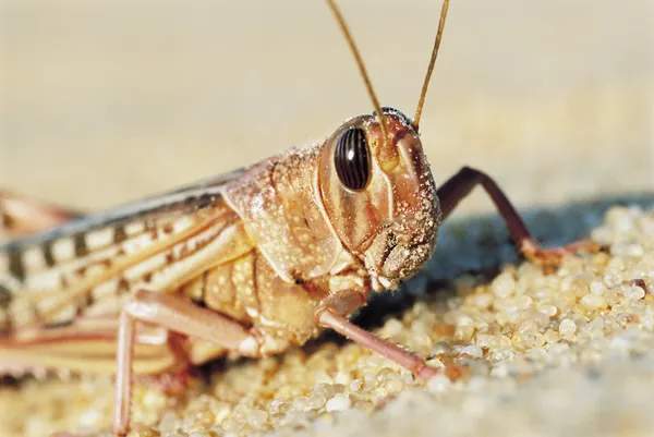 Spiritual Meaning of Seeing a Locust