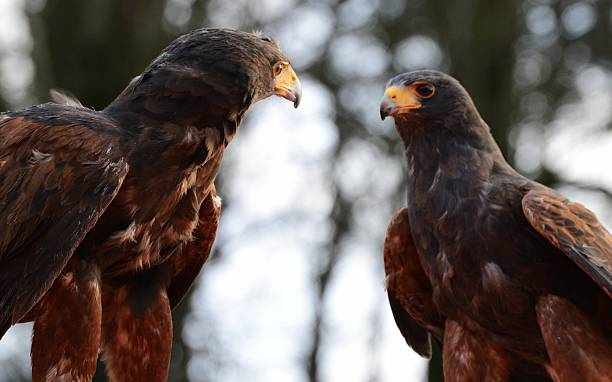 Spiritual Meaning of Seeing Two Hawks Together