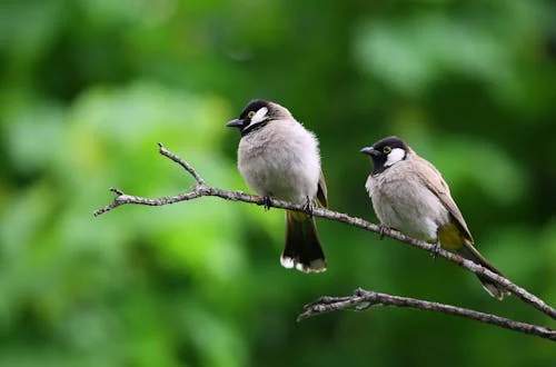 Spiritual Meaning of Dead Birds