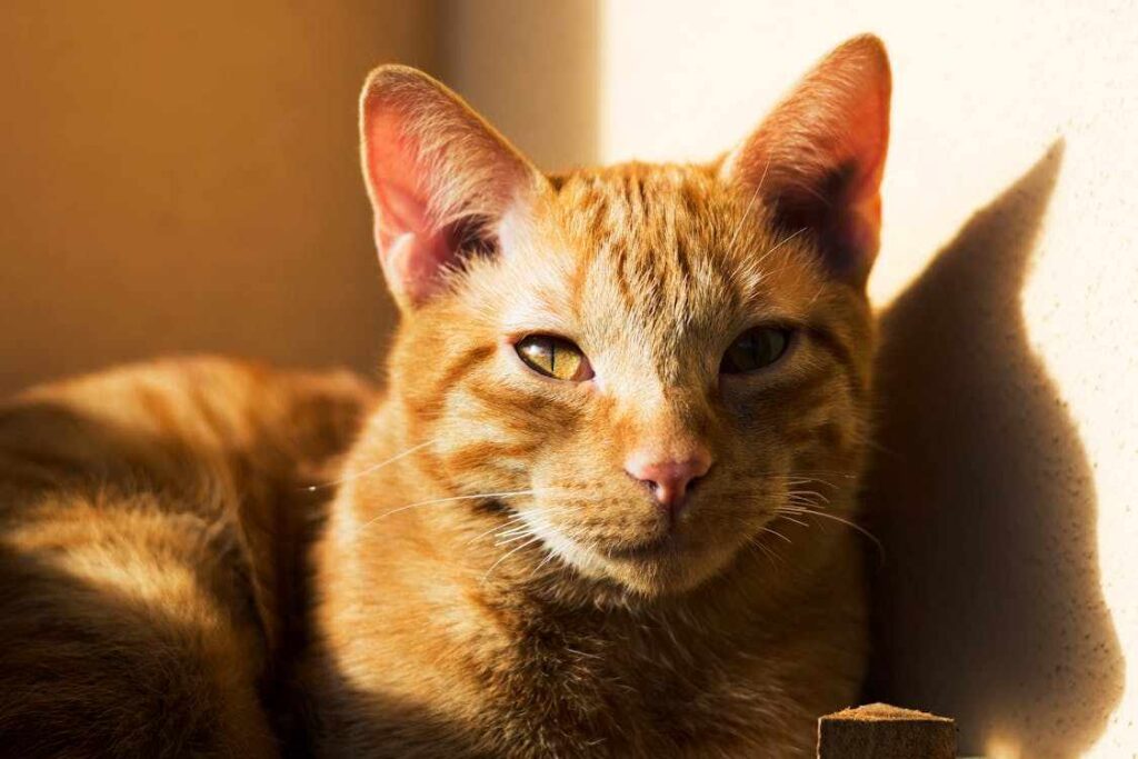 Spiritual Meaning of Orange or Ginger Cats