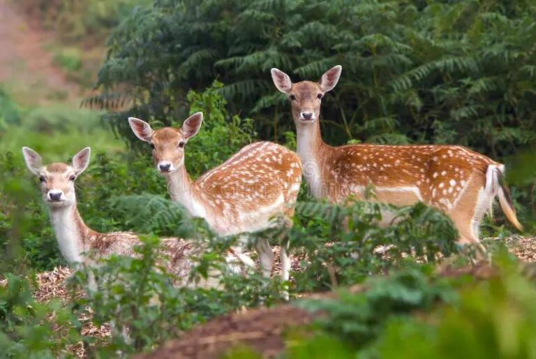 The Spiritual Meaning of Seeing Three Deers: 16 Symbolisms