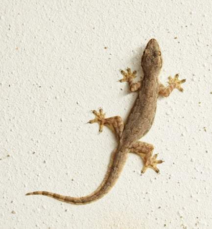 Lizards in Your House: What Does it Really Mean?