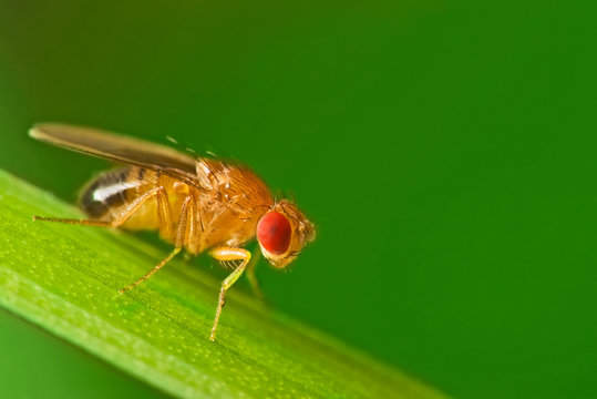 Fruit Fly: Spiritual Meaning