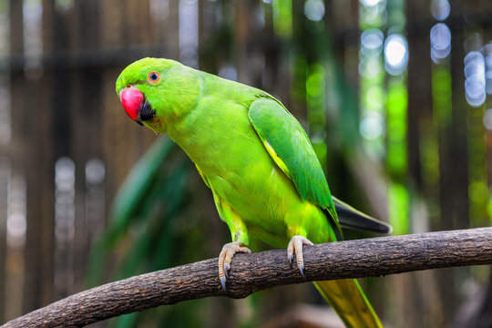 Seeing a Green Parrot: Spiritual Meaning