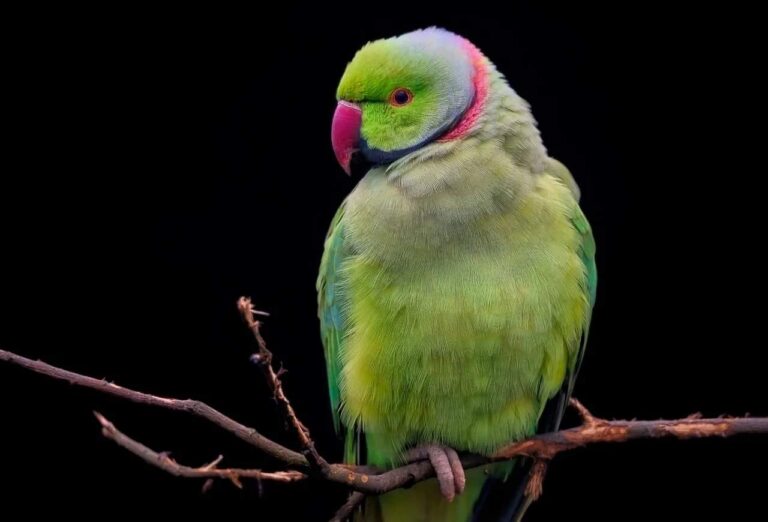 Spiritual Meaning of Seeing Green Birds