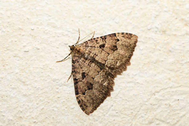 Moth in The House: Spiritual Meaning