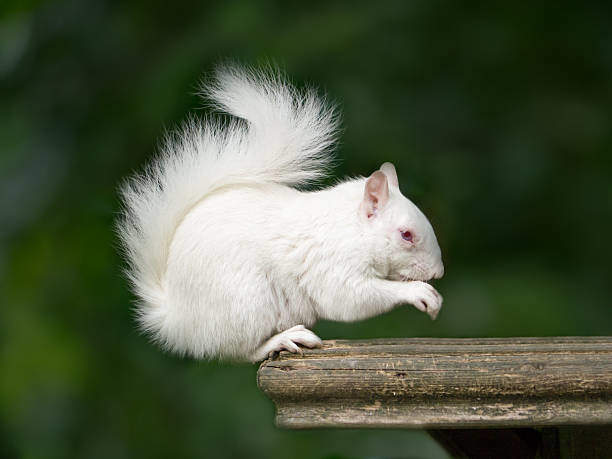 White Squirrel: Spiritual Meaning