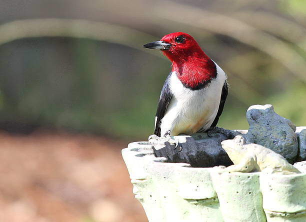 Red Headed Woodpecker Symbolism