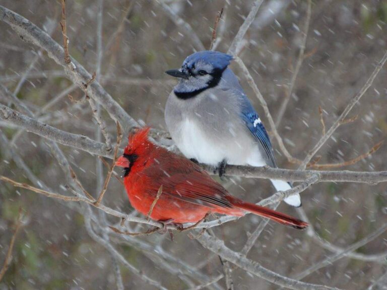 What It Means Spiritually to See a Blue Jay and Cardinal Together