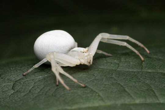 What Does Dreaming About a White Spider Mean Spiritually?