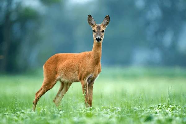 Why Seeing a Female Deer Might Be a Spiritual Sign