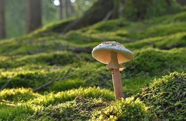 What Mushrooms Symbolize Spiritually: A Deep Dive