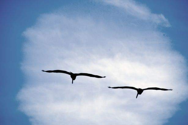 The Deep Meaning Behind Two Birds Flying Together