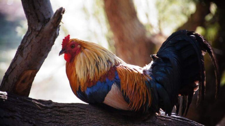 Discover the Deep Spiritual Meaning of Roosters in Dreams