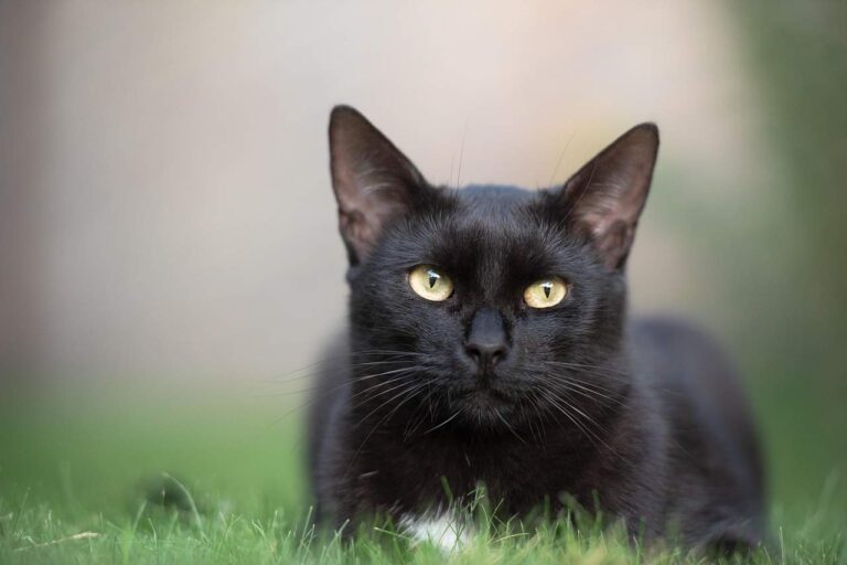 What Does it Mean When a Black Cat Follows You?