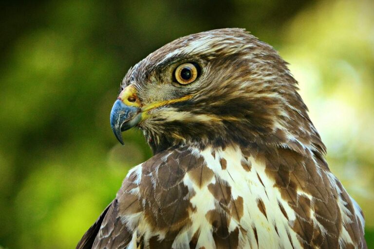 Seeing Buzzards Often? Here’s What It Means Spiritually