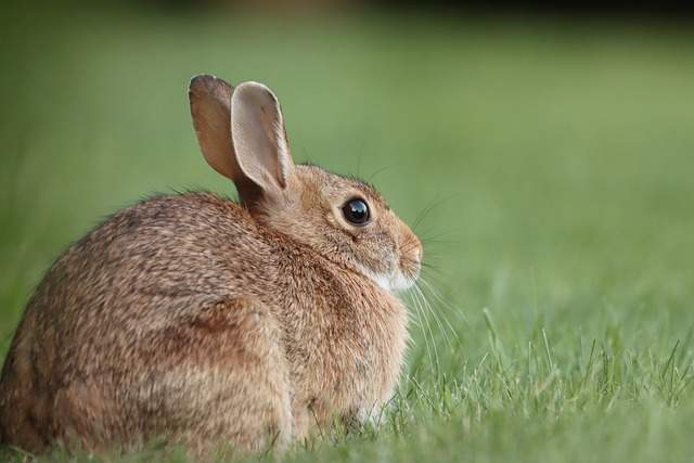 Discover the Spiritual Meaning of Seeing a Brown Rabbit