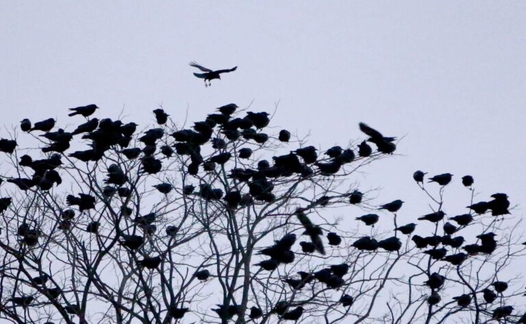 Why Are Crows Gathering in Large Numbers? The Spiritual Meaning