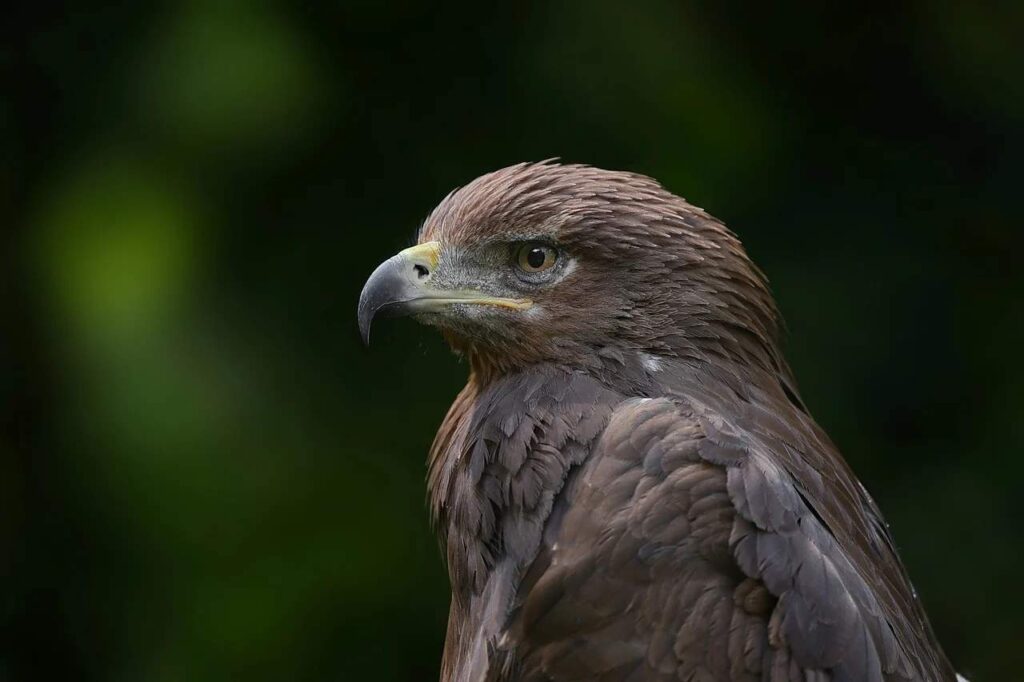 Golden eagle spiritual symbolism