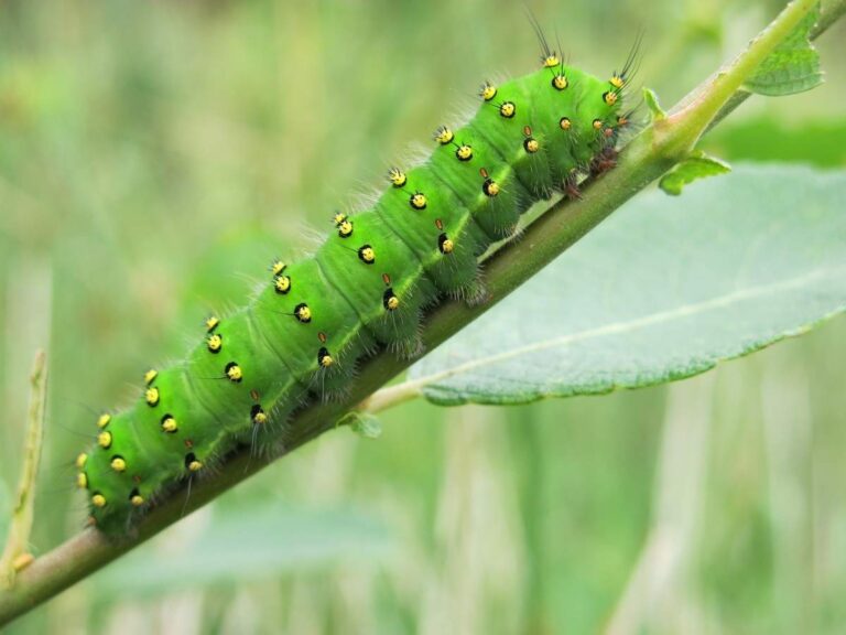 Uncover the Spiritual Meaning of Seeing a Green Caterpillar