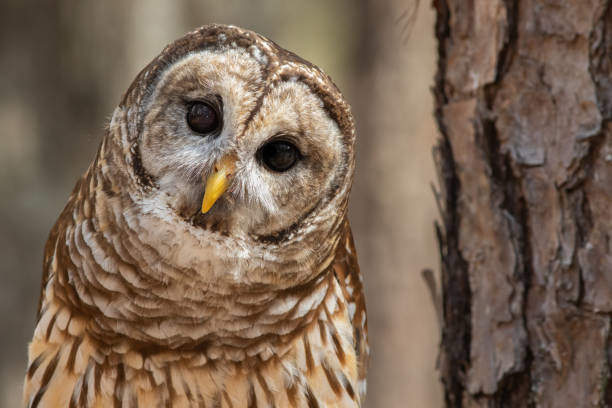 Barred Owl Symbolism: What It Means Spiritually