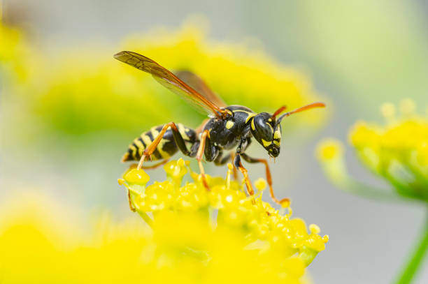 What Do Yellow Jackets Symbolize Spiritually?