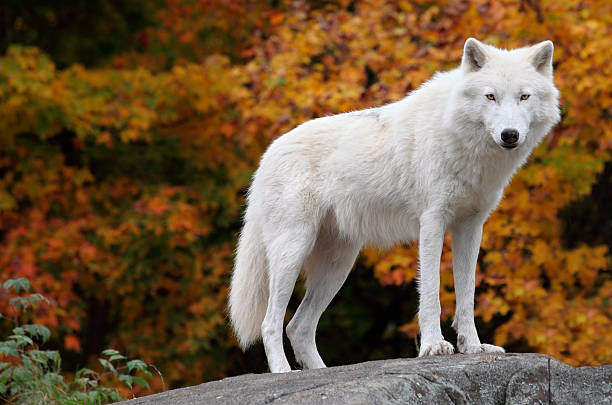 What Does a White Wolf Symbolize in Spirituality?