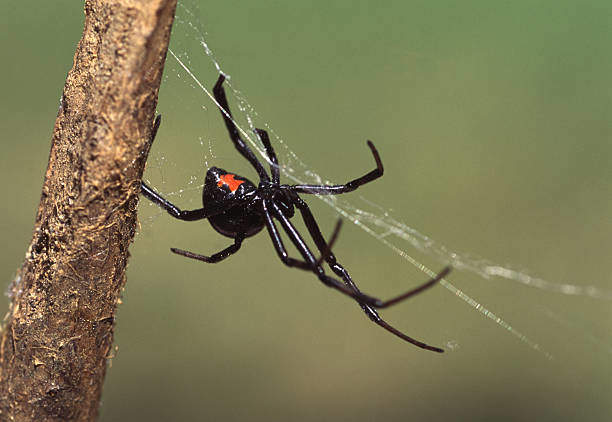 Black Widow Spider: A Deep Dive into Its Spiritual Meaning