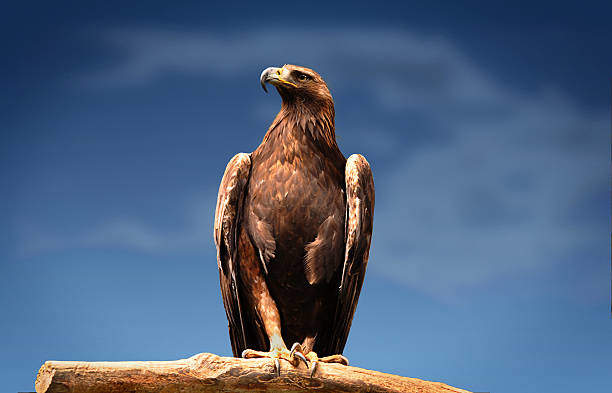 Golden Eagle Symbolism: Understanding Its Spiritual Meaning