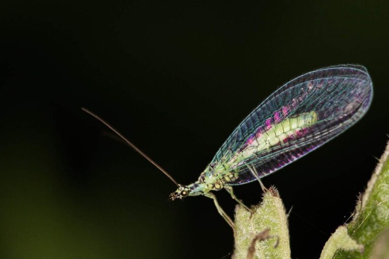 Discover the Spiritual Meaning of Green Lacewings