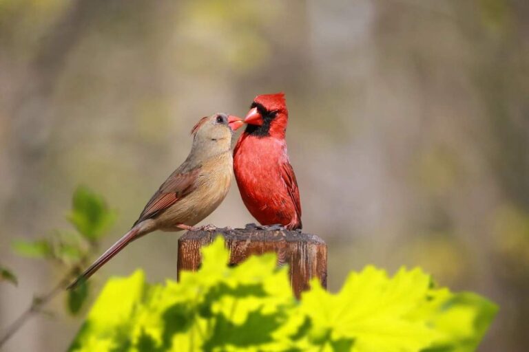 What Seeing a Male and Female Cardinal Together Means Spiritually