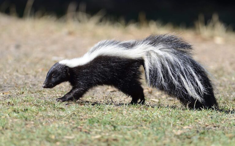 What Does It Mean When a Skunk Crosses Your Path? Discover the Spiritual Significance