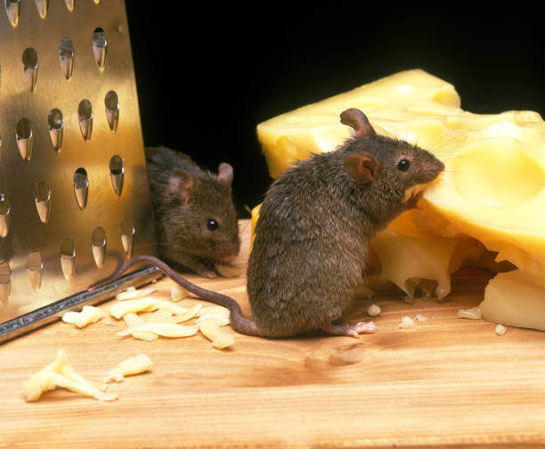 Why Mice in Your Home Have Spiritual Meaning