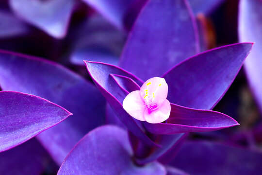 What the Purple Heart Plant Means for Your Spiritual Journey