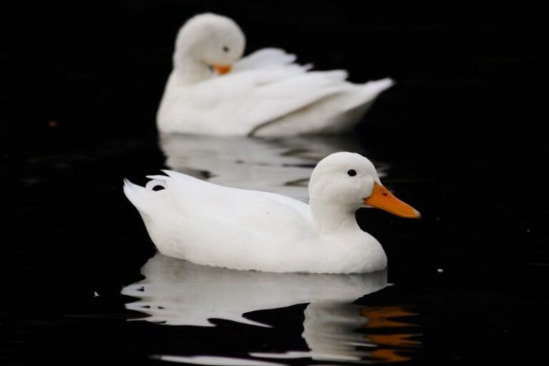 Why Ducks Crossing Your Path Has Spiritual Importance