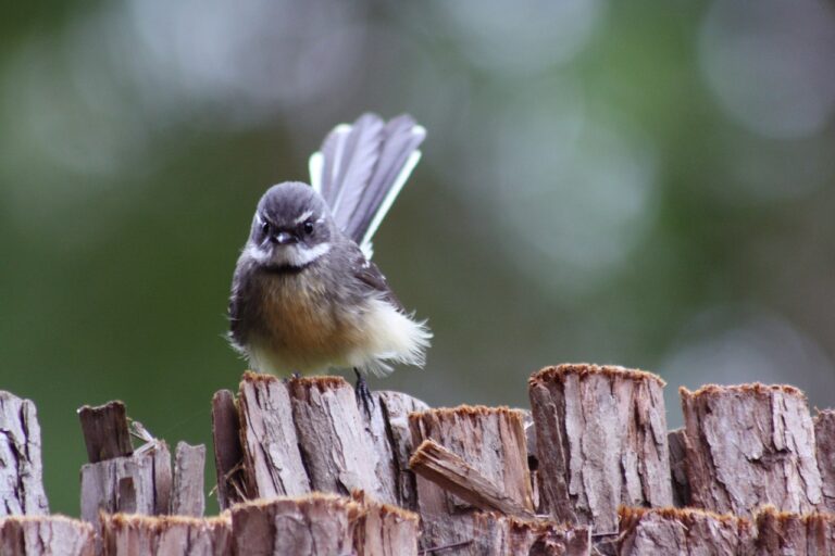 Seeing a Fantail Outside: What’s the Spiritual Significance?