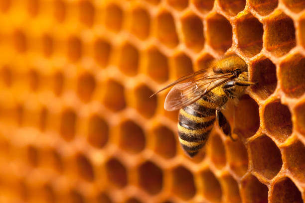 Honeycomb in Spirituality: Meaning and Insights