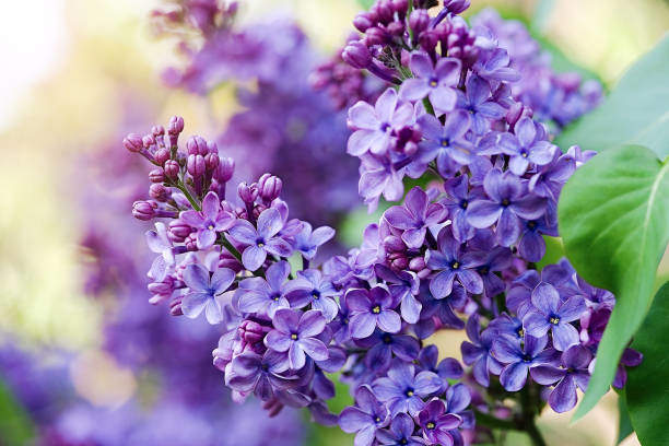 The Deep Spiritual Meaning Behind Smelling Lilac