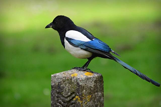 Magpies in Spirituality: What Do They Mean?