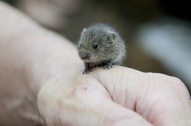 Why Seeing a Vole Has Spiritual Meaning