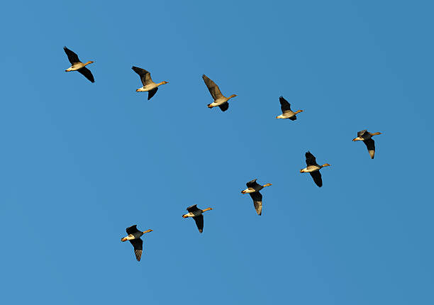 What Does Seeing Birds in V Formation Symbolize Spiritually?