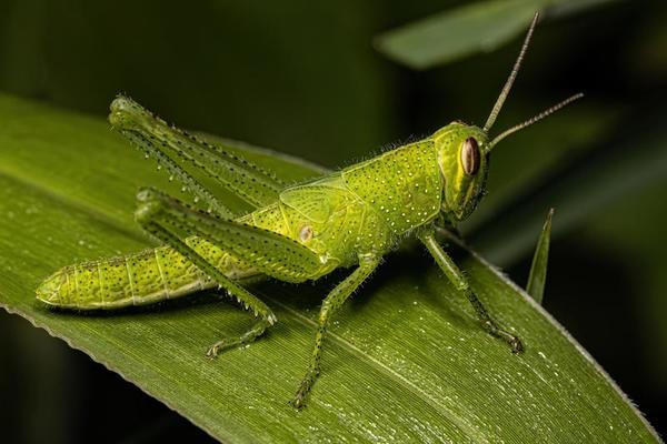 Understanding the Spiritual Significance of a Cricket in Your House