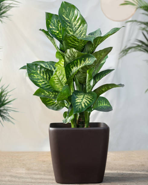 16 Best Indoor Plants That Don’t Need Sunlight