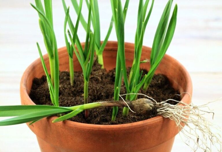 How to Grow Garlic Indoors in 5 Simple Steps for Fresh Flavor All Year Round