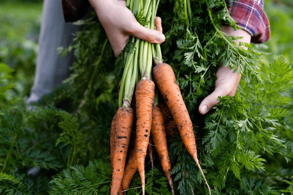 12 Best Vegetables to Grow During Winter