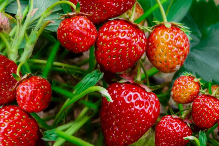 How to Grow Strawberries: A Simple Guide