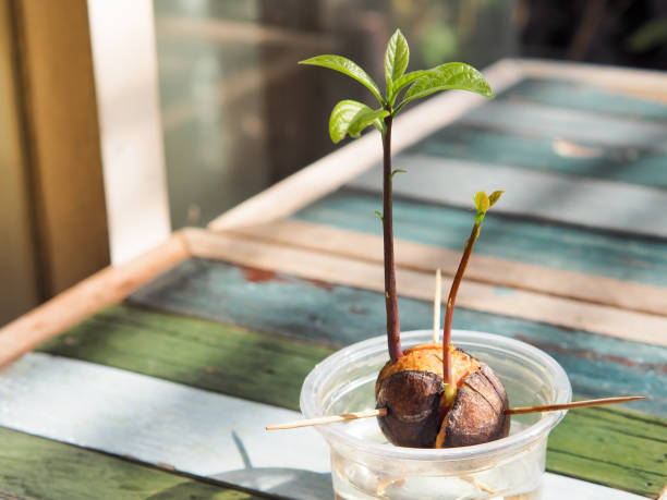 How to Grow Avocado from Seed: A Fun and Easy Indoor Gardening Project